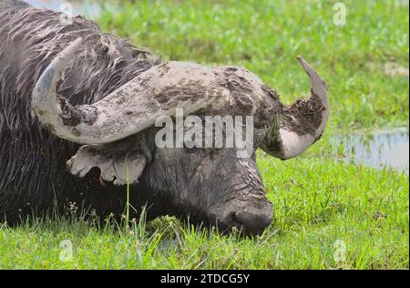 ritratto ravvicinato del bufalo africano che mangia erba nelle paludi selvagge del parco nazionale di amboseli, kenya Foto Stock