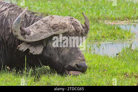 ritratto di primo piano del bufalo africano del capo che mostra la testa fangosa e le corna mentre pascolano nelle paludi selvagge del parco nazionale di amboseli, kenya Foto Stock