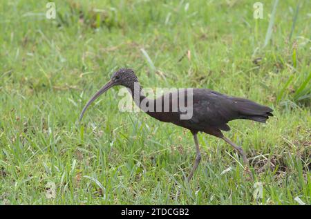 profilo laterale di ibis lucido che cammina e cerca cibo nell'erba nel parco nazionale selvaggio di amboseli, kenya Foto Stock