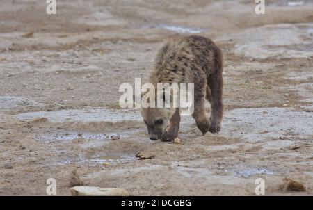 adorabile e assetato cucciolo di iena avvista una pozzanghera per bere acqua nel parco nazionale selvaggio di amboseli, kenya Foto Stock