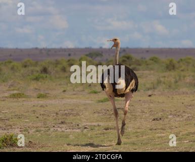 struzzo masai maschio che si allontana con la testa girata e il becco aperto nelle selvagge pianure del parco nazionale di amboseli, kenya Foto Stock