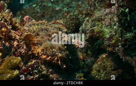 il pesce scorfano barbuto si trova ancora e mimetizzato nelle sane barriere coralline del parco marino di watamu, kenya Foto Stock