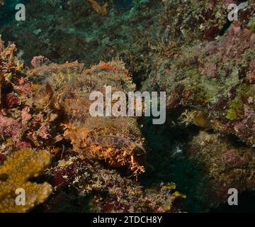 il pesce scorfano barbuto si trova ancora nascosto nella barriera corallina del parco marino di watamu, kenya Foto Stock