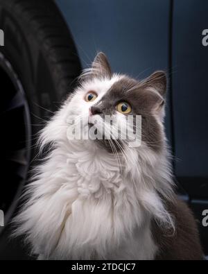 Primo piano di un gatto bianco e grigio soffice. Maestoso gatto peloso dai capelli lunghi con grandi occhi gialli. Foto Stock