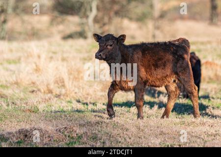 Adorabile vitello Angus che cammina a sinistra con uno spazio negativo in un pascolo di gennaio in Alabama. Foto Stock