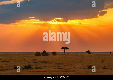 Tramonto sulla savana africana Foto Stock