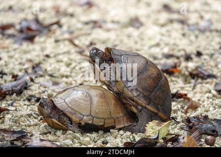 Accoppiamento di tartarughe scatolate in Texas, Stati Uniti - probabile Terrapene carolina triunguis (tartaruga scatolata a tre dita) Foto Stock