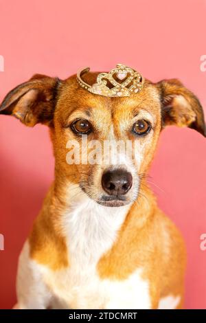 Cane donna che indossa una corona preziosa Foto Stock