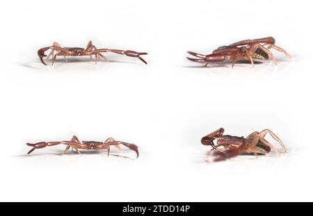 Pseudoscorpion, Chelifer cancroides in varie posizioni. Dimensione 3,5 mm Foto Stock