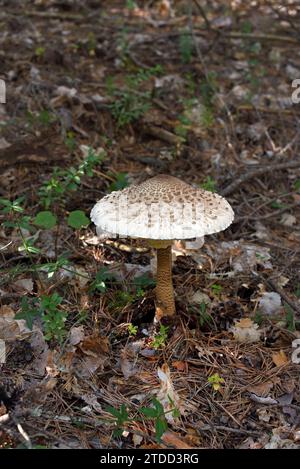 Cappuccio circolare o rotondo di fungo Parasol, Macrolepiota procera, ex Agricus procerus, che cresce sul fondo forestale Foto Stock