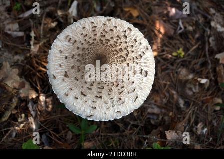 Cappuccio circolare o rotondo di fungo Parasol, Macrolepiota procera, ex Agricus procerus, che cresce sul fondo forestale Foto Stock