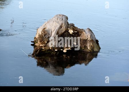 Fungo di pioppo o Pioppini di velluto, Cyclocybe aegerita, noto anche come funghi cilinddracea di Agrocybe che crescono sul ceppo sommerso di pioppo nel fiume Foto Stock