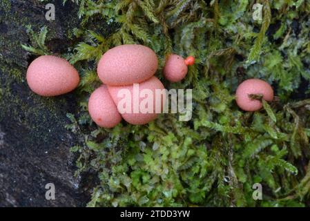 Pink Lycogala epidendrum Slime Mold o Slime Mold conosciuto come Wolf's Milk o Groening's Slime Groening with Moss on putting Tree Trunk Foto Stock