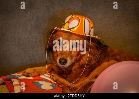 Ritratto ravvicinato isolato ad alta risoluzione di un piccolo cane che indossa un divertente cappello di compleanno - Israele Foto Stock