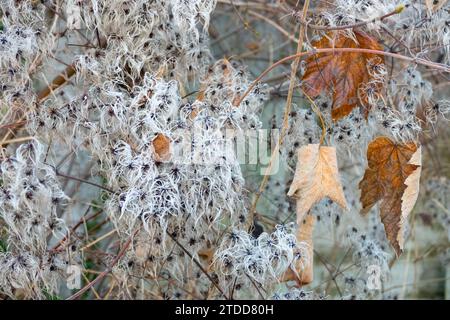 Inverno, Clematis, Seedheads, Clematis vitalba Foto Stock