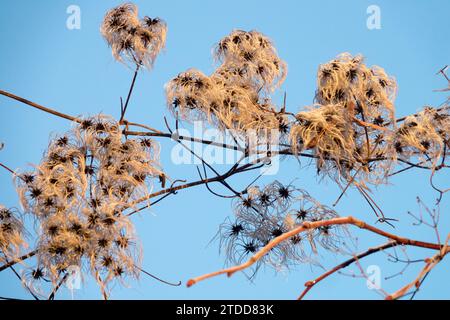 Scalatore secco, barba del vecchio Clematis vitalba, in inverno teste di semi sfocate Foto Stock