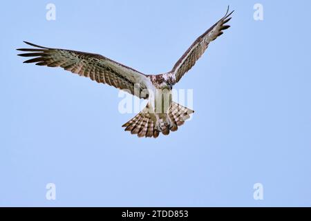 Fischadler, Pandion haliaetus, Western Osprey Foto Stock