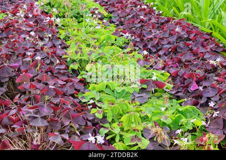 Oxalis triangularis sta crescendo in serra. Violet e Green Plant. Coltivato per i suoi fiori romantici. Foto Stock