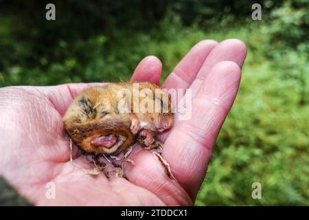 Hazel dormouse (Muscardinus avellanarius) tenuto in mano a fini di monitoraggio. Fownhope, Herefordshire, Regno Unito. Luglio 2023 Foto Stock