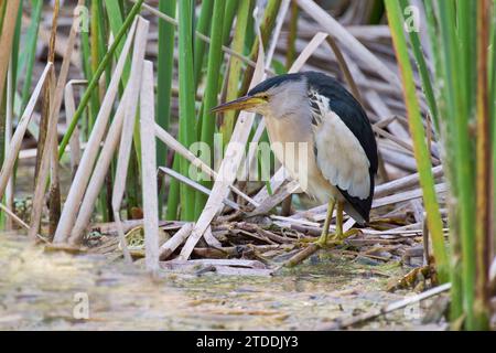 Zwergdommel ,Ixobrychus minutus, tarabusino Foto Stock