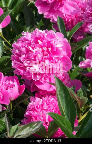 Rosa, piante, fioritura nel giardino, Paeonia lactiflora "Blue Bird" Foto Stock