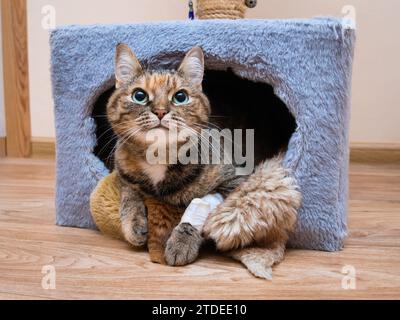 Il gatto tabby con una zampa bendata su cui è installato un catetere per iniezione si affaccia fuori dalla casa dei gatti sul pavimento Foto Stock