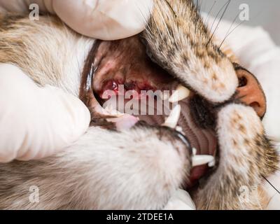 Esame della guarigione gengivale in bocca di un gatto il secondo giorno dopo la rimozione di denti marcidi e malati. Foto Stock