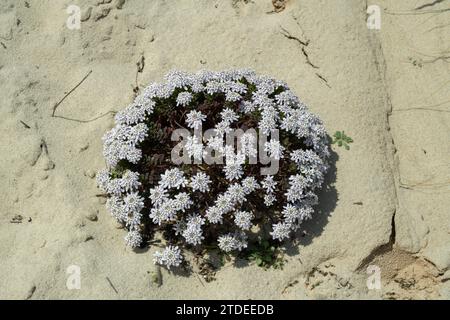 Dolce Alyssum: Lobularia maritima. Portogallo Foto Stock