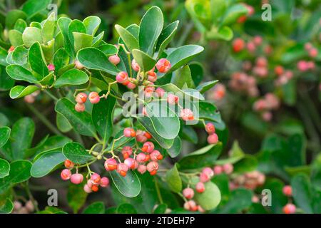 Alberi di mandrino giapponesi in inverno, sfondo naturale di foglie verdi di Euonymus japonicus Foto Stock