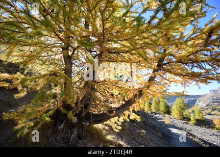 Larch europeo Larix decidua retroilluminato in autunno o in autunno Foto Stock