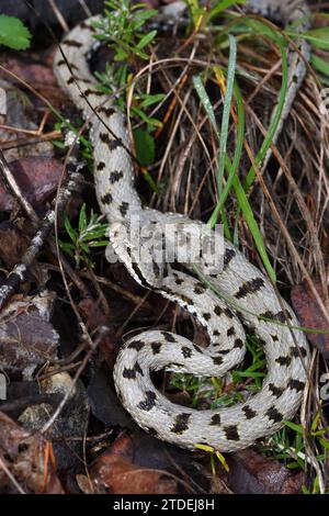 Viper, ASP, ASP Viper, European ASP o aspic Viper, Vipera aspis, Snake o Serpent in Grass Foto Stock