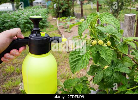 Spruzzare lamponi nel paese con ammoniaca e vitriolo blu per uccidere parassiti e parassiti. Foto Stock