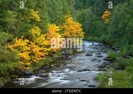 Alberi di acero bigfoglie di colore autunnale sul North Fork Middle Fork Willamette River, Oregon. Foto Stock