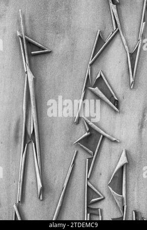 Corteccia dell'albero di Madrone; Rainbow Falls Trail, Willamette National Forest, Oregon. Foto Stock