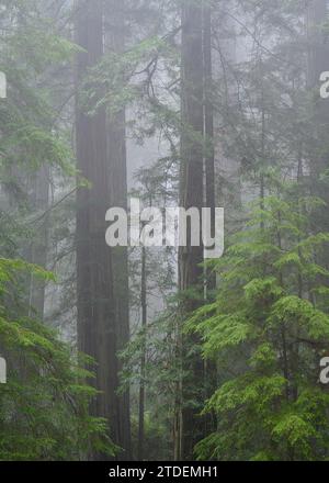 Alberi di sequoia e nebbia in cima a Cal Barrel Road, Prairie Creek Redwoods state Park, California. Foto Stock