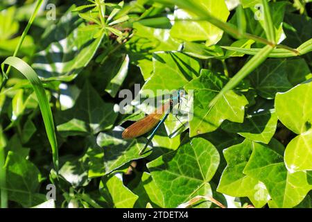 Una damselfly femminile ad ali larghe, (Calopteryx virgo) demoiselle, o gioielleria libellula, Inghilterra, Regno Unito Foto Stock