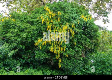 Laburnum alpinum, Scottish Laburnum Foto Stock