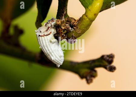 Icerya purchasi, Cottony cuscino scala su un albero di Limone Foto Stock