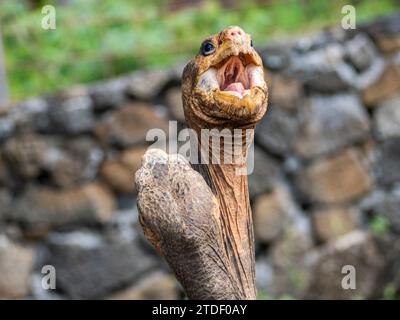 Tartarughe giganti prigioniere delle Galapagos (Chelonoidis spp.), stazione di ricerca Charles Darwin, isola di Santa Cruz, isole Galapagos, sito patrimonio dell'umanità dell'UNESCO Foto Stock