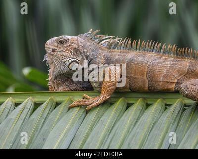 Un adulto maschio verde Iguana (iguana iguana), crogiolarsi al sole all'aeroporto di Guayaquil, Ecuador, Sud America Foto Stock