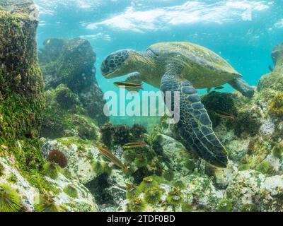 Tartaruga verde di mare (Chelonia mydas) per adulti, che dà da mangiare alle alghe vicino all'isola di Fernandina, alle isole Galapagos, patrimonio dell'umanità dell'UNESCO, Ecuador Foto Stock