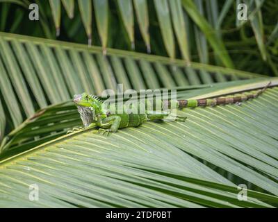 Un adulto maschio verde Iguana (iguana iguana), crogiolarsi al sole all'aeroporto di Guayaquil, Ecuador, Sud America Foto Stock