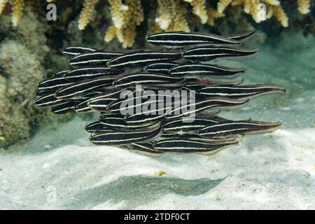 Una scuola di pesci gatto a strisce (Plotosus lineatus), al largo della barriera corallina sull'isola di Bangka, vicino a Manado, Indonesia, Sud-est asiatico Foto Stock