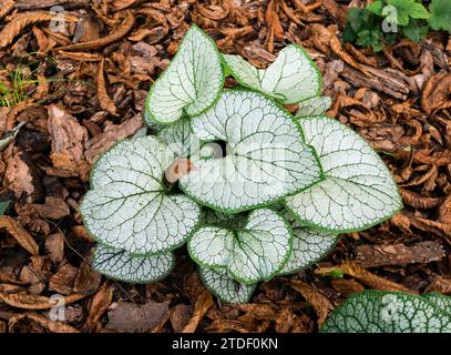 Brunnera su uno sfondo di foglie autunnali di castagno cadute. Brunnera è un genere di piante da fiore della famiglia Boraginaceae Foto Stock