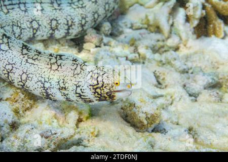 Un'anguilla di fiocco di neve adulta (Echidna nebulosa), sulla barriera corallina al largo di Port Airboret, Raja Ampat, Indonesia, Sud-Est asiatico Foto Stock