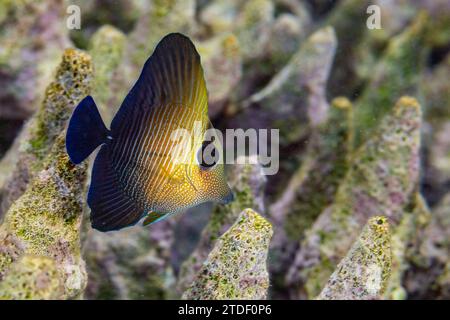 Un giovane tang marrone (Zebrasoma scopas), sulla barriera corallina al largo dell'isola Kawe, Raja Ampat, Indonesia, Sud-Est asiatico Foto Stock