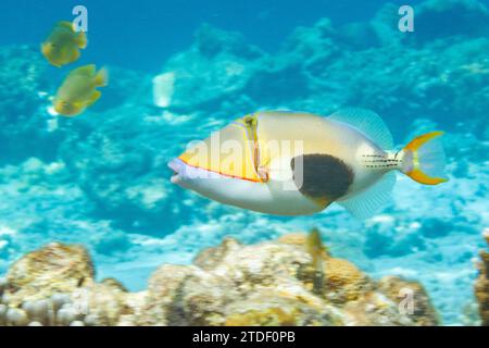 Un pesce triggerfish adulto (Rhinecanthus verrucosus), nuota sulla barriera corallina al largo dell'isola di Bangka, Indonesia, Sud-est asiatico Foto Stock