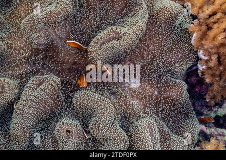 Un adulto di anemonefish arancio (sandaracinos anfiprion) che nuota sulla barriera corallina al largo dell'isola di Bangka, Indonesia, Sud-est asiatico, Asia Foto Stock
