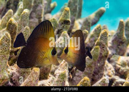 Un paio di giovani Tang bruni (Zebrasoma scopas), sulla barriera corallina al largo dell'isola Kawe, Raja Ampat, Indonesia, Sud-est asiatico, Asia Foto Stock