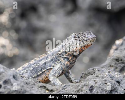 Lucertola di lava delle Galapagos maschio adulto (Microlophus albemarlensis), sull'isola di Fernandina, sulle isole Galapagos, sito patrimonio dell'umanità dell'UNESCO, Ecuador Foto Stock